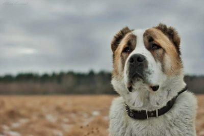 Alabay Kopegi Duvar Kagidi Alabai Dog Wallpaper