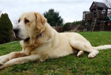 Bahçe Bekçisi Orta Asya Türkmen Çoban Köpeği Alabay