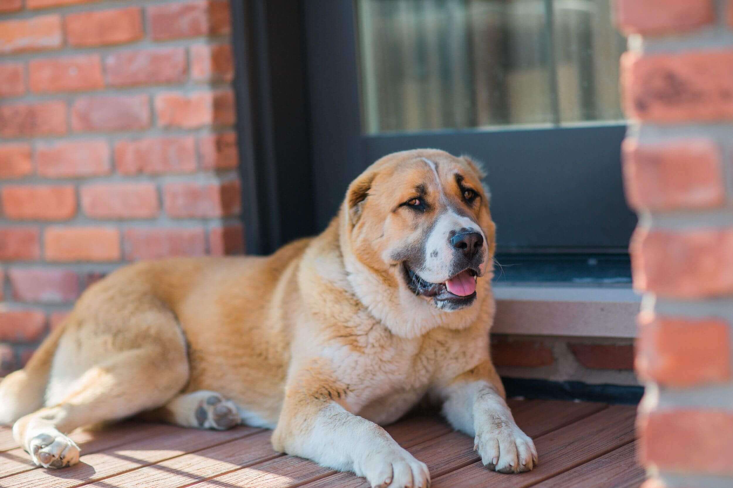 Bekçi Alabay Köpeği