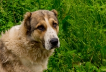 Big Alabai Dog Photo