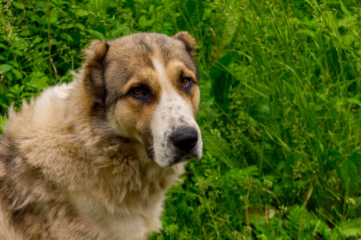 Big Alabai Dog Photo