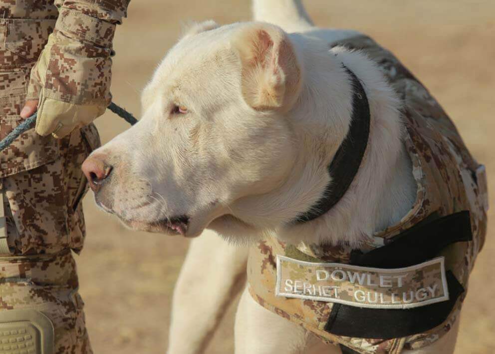 Güçlü Alabay Köpeği