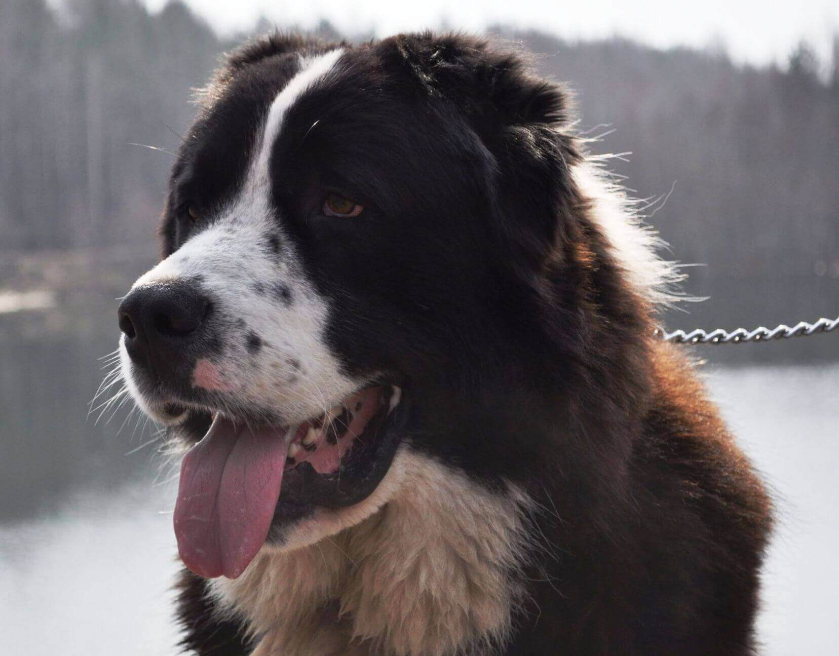 Kara Orta Asya türkmen Çoban Köpeği