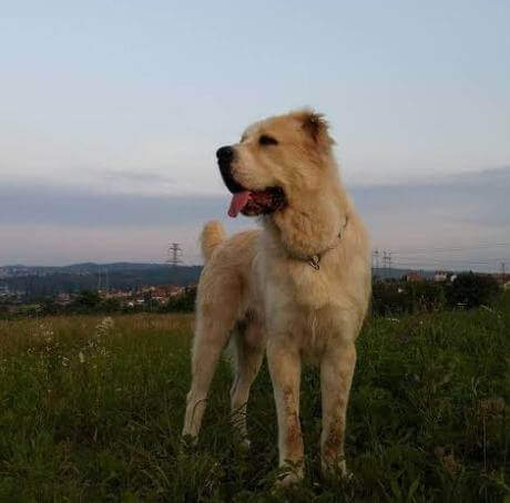 Kırda Alabay Köpeği