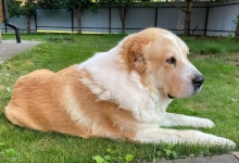 Oturan Büyük Bekçi Alabay Foto