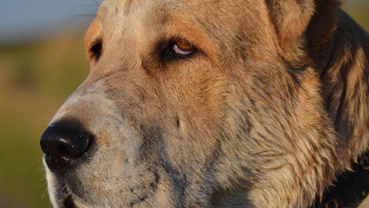 Türkmen Alabay Köpekleri Duvar Kağıdı