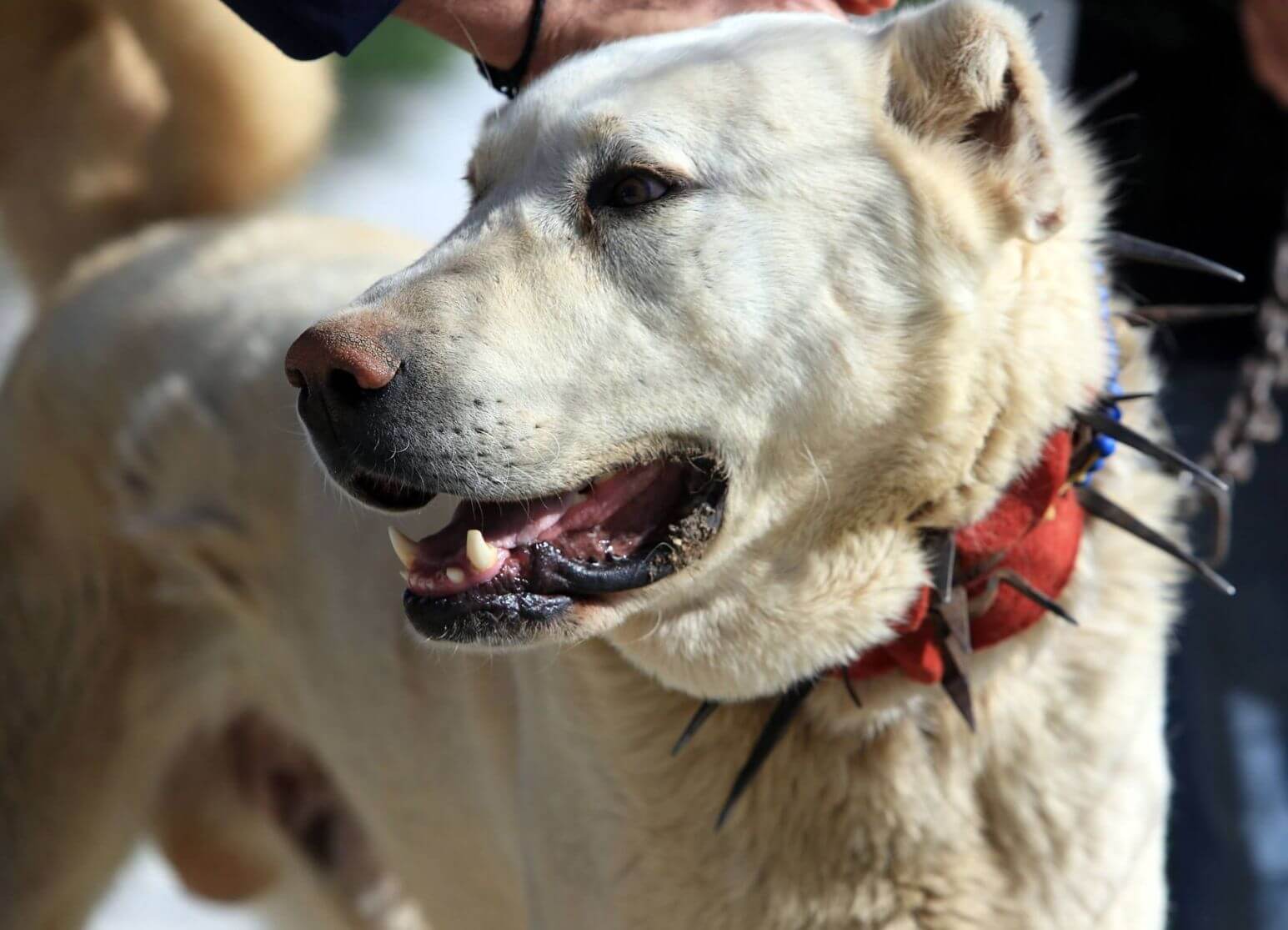 Türkmen Çoban Köpeği Alabay