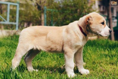 Yavru Alabay Kopegi Puppy Alabai Dog