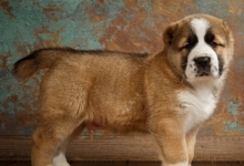 Yavru Orta Asya Türkmen Köpeği