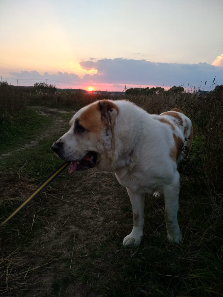 Yetişkin Alabay Köpeği