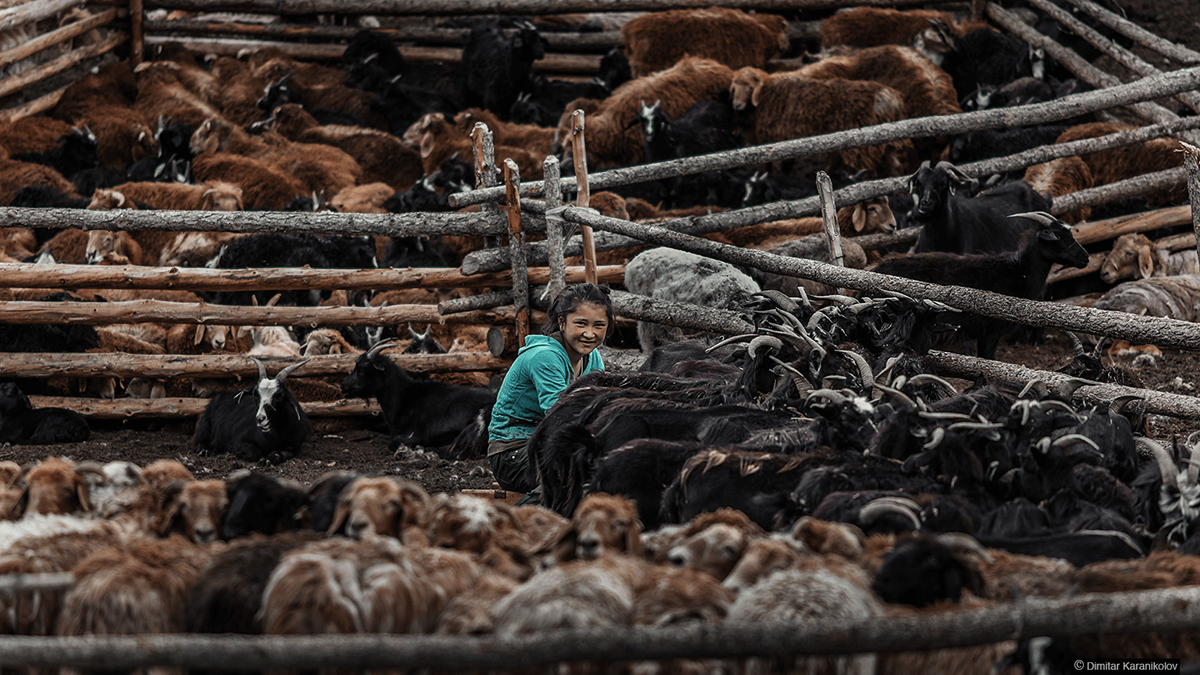 Kucuk Kazak Turku Kiz Keciler Bati Mogolistan