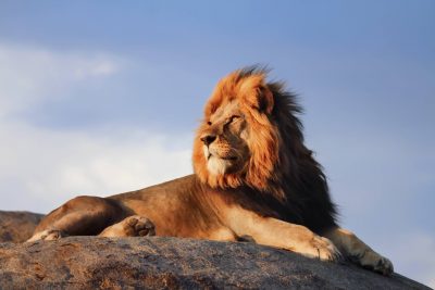Aslan Duvar Kagidi