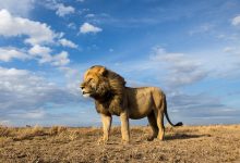 Aslan Mavi Gökyüzü Serengeti