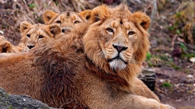 Aslan ve Asan Yavrulari