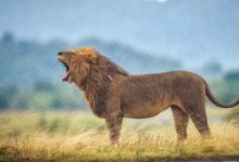 Kükreyen Erkek Aslan