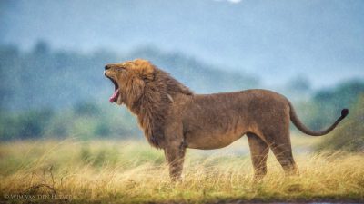 Kukreyen Erkek Aslan