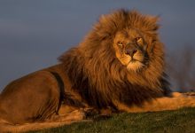 Oturan Yaşlı Aslan