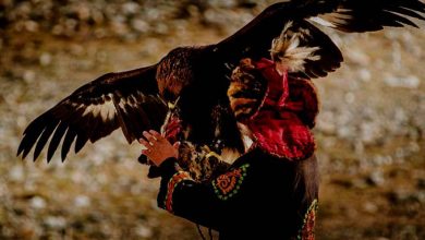 Kazak Avci Kartal Mogolistan