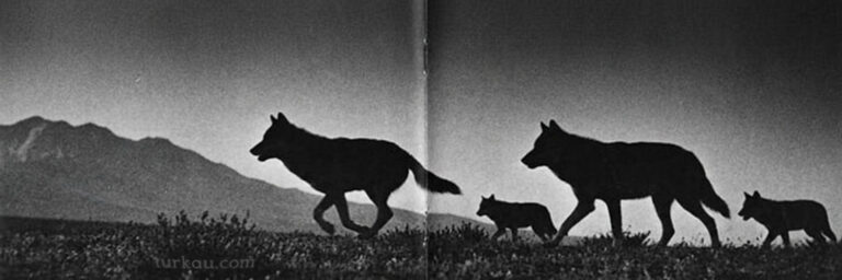 Kurtlar Koşarken Kapak Fotoğrafı